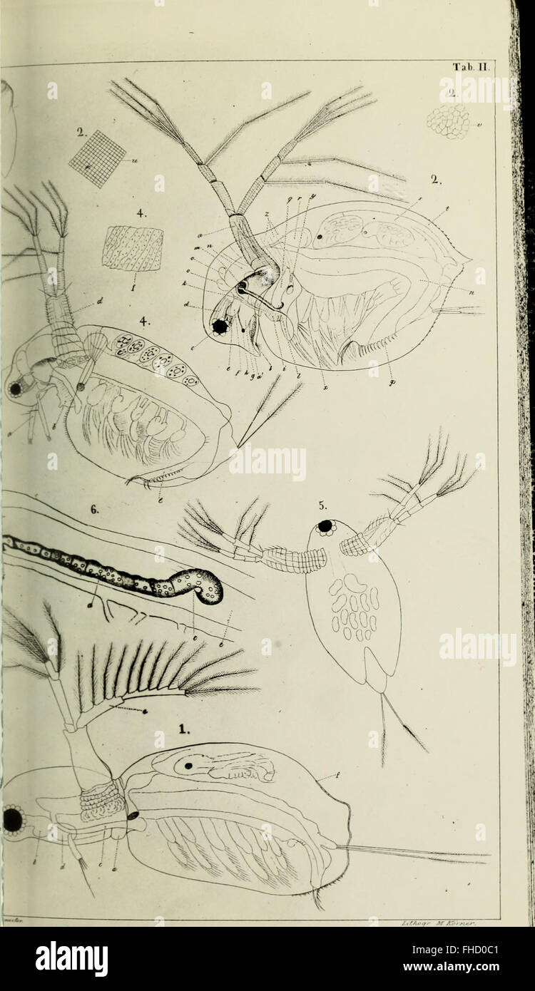 De crustaceis ex ordinibus tribus - Cladocera, Ostracoda et Copepoda in Scania occurrentibus = om, De inom SkC3A5ne fC3B6rekommande crustaceer af ordningarne - Cladocera, Ostracoda och Copepoda (1853) Stock Photo