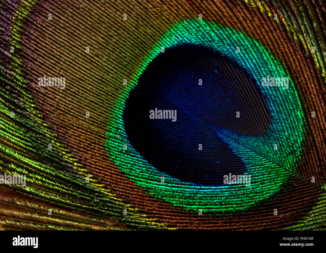 Colors of a Peacock feather Stock Photo Alamy