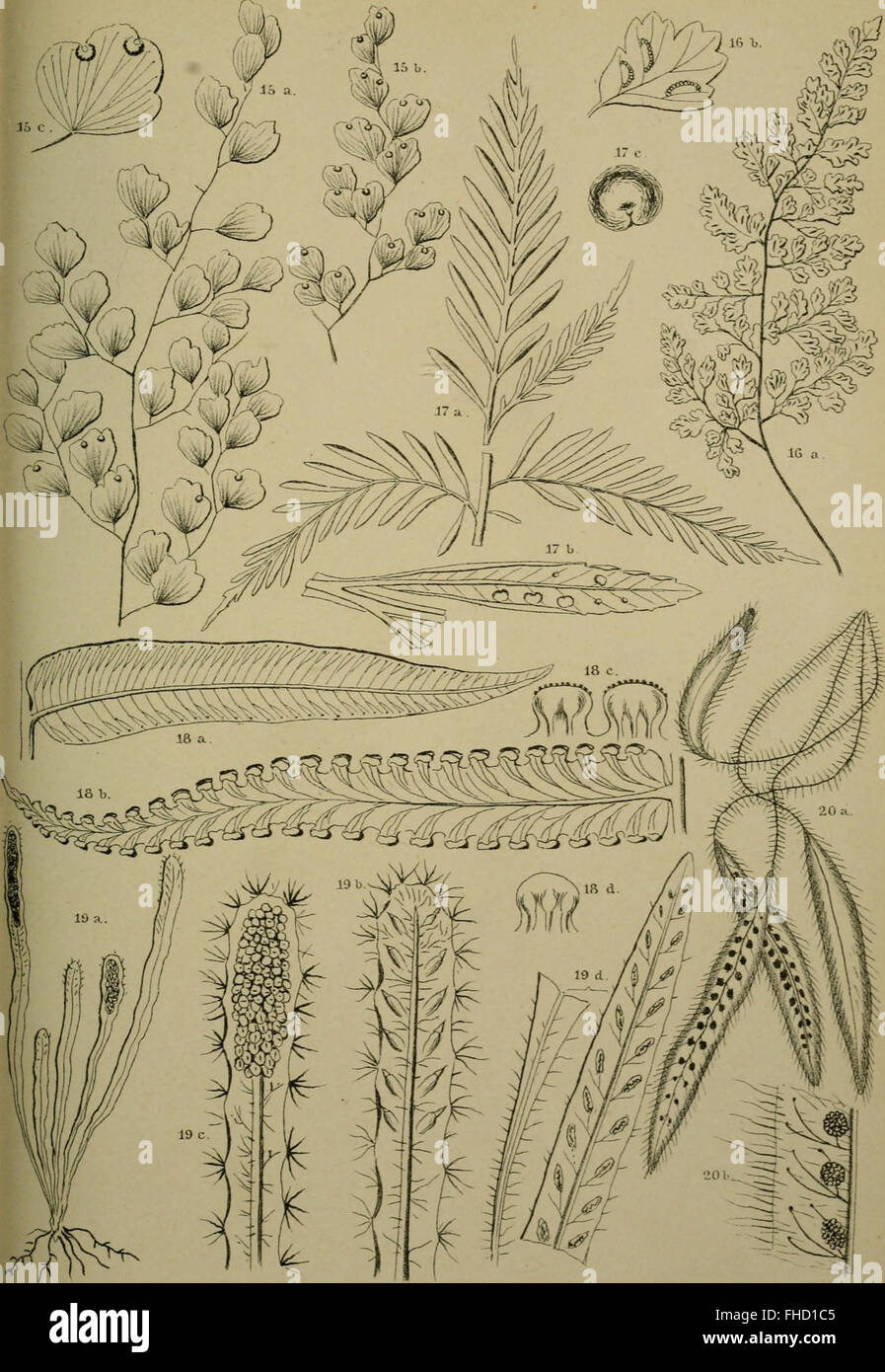 The Fern Flora of Celebes (1898), a botanical study of ferns in ...