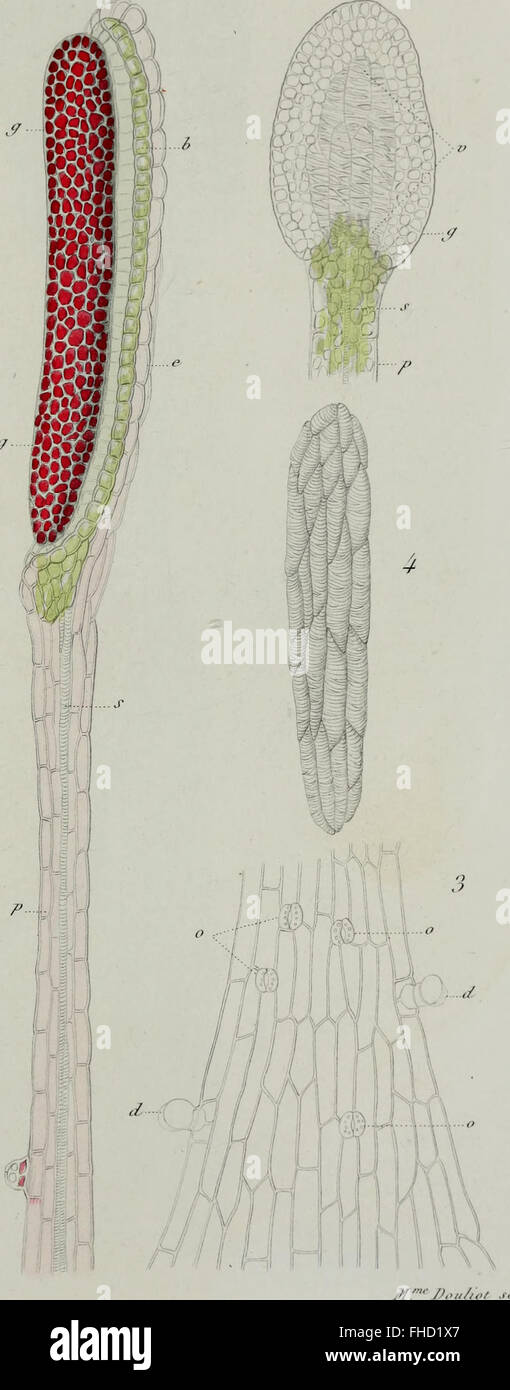 The Annales des Sciences Naturelles Botaniques (1855), a French ...