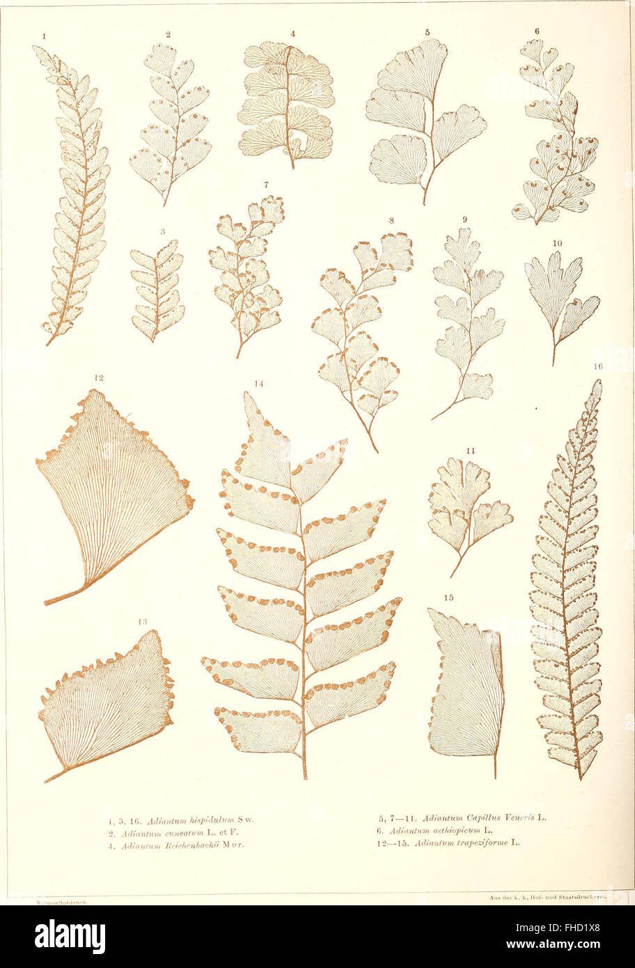 Classification in paleontology hi-res stock photography and images - Alamy