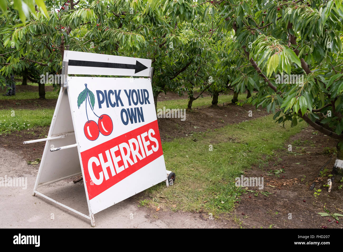Pick your own cherries at Blenheim, New Zealand. Stock Photo
