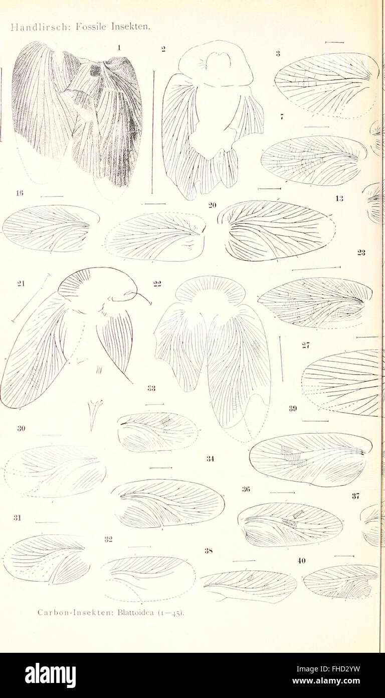 Insects Evolution A 1908 handbook documenting fossilized insects and the phylogenetic ...