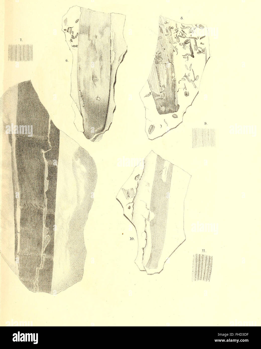 A 1864 work focused on the fossilized plant life of the Permian ...