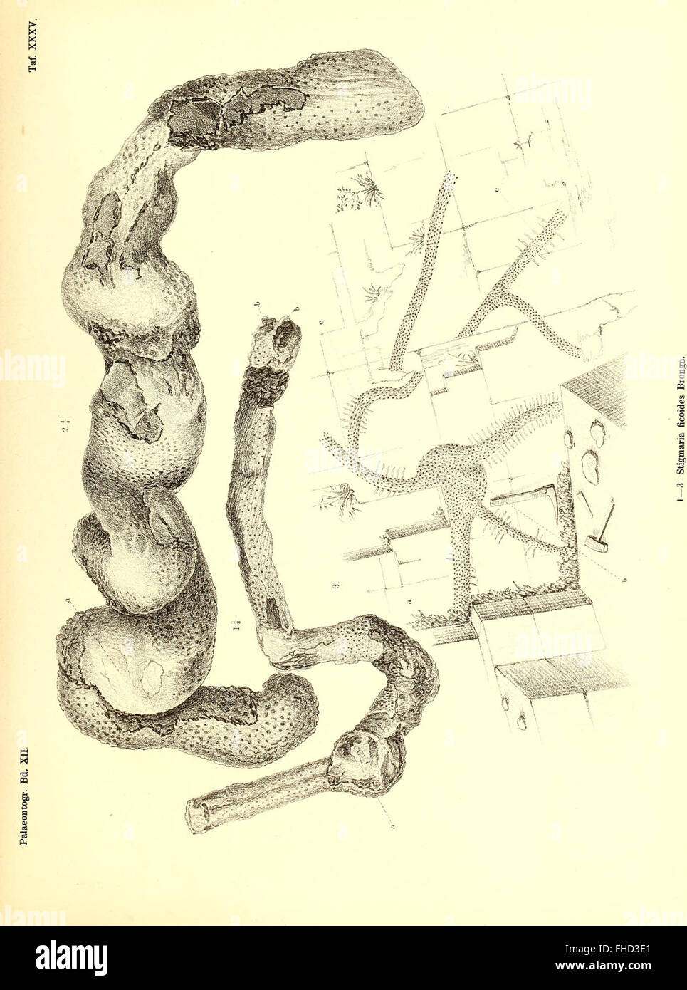A study on the fossil flora of the Permian formation, published in 1864 ...