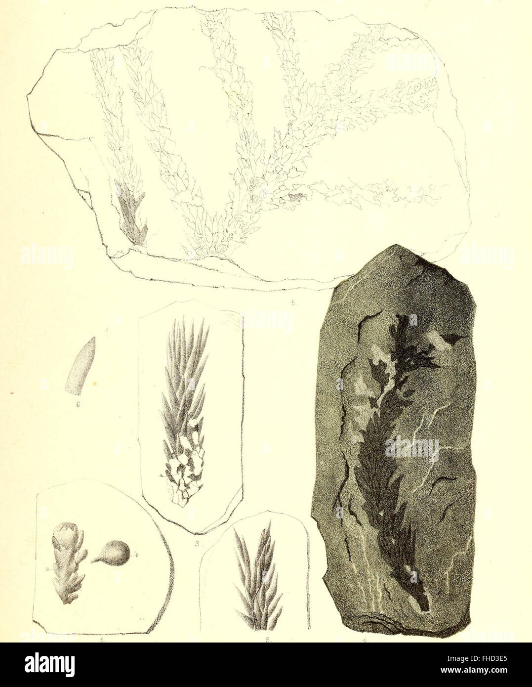 An 1864 study on the fossilized flora of the Permian formation ...