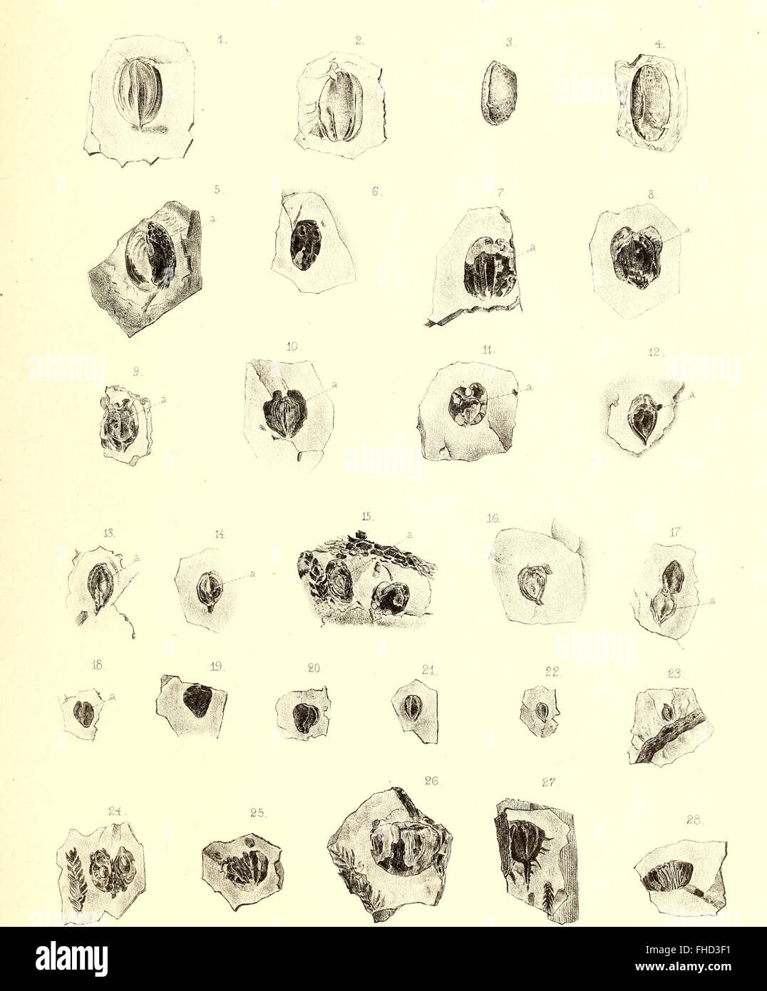 A 1864 study on the fossil flora of the Permian period, focusing on the ...