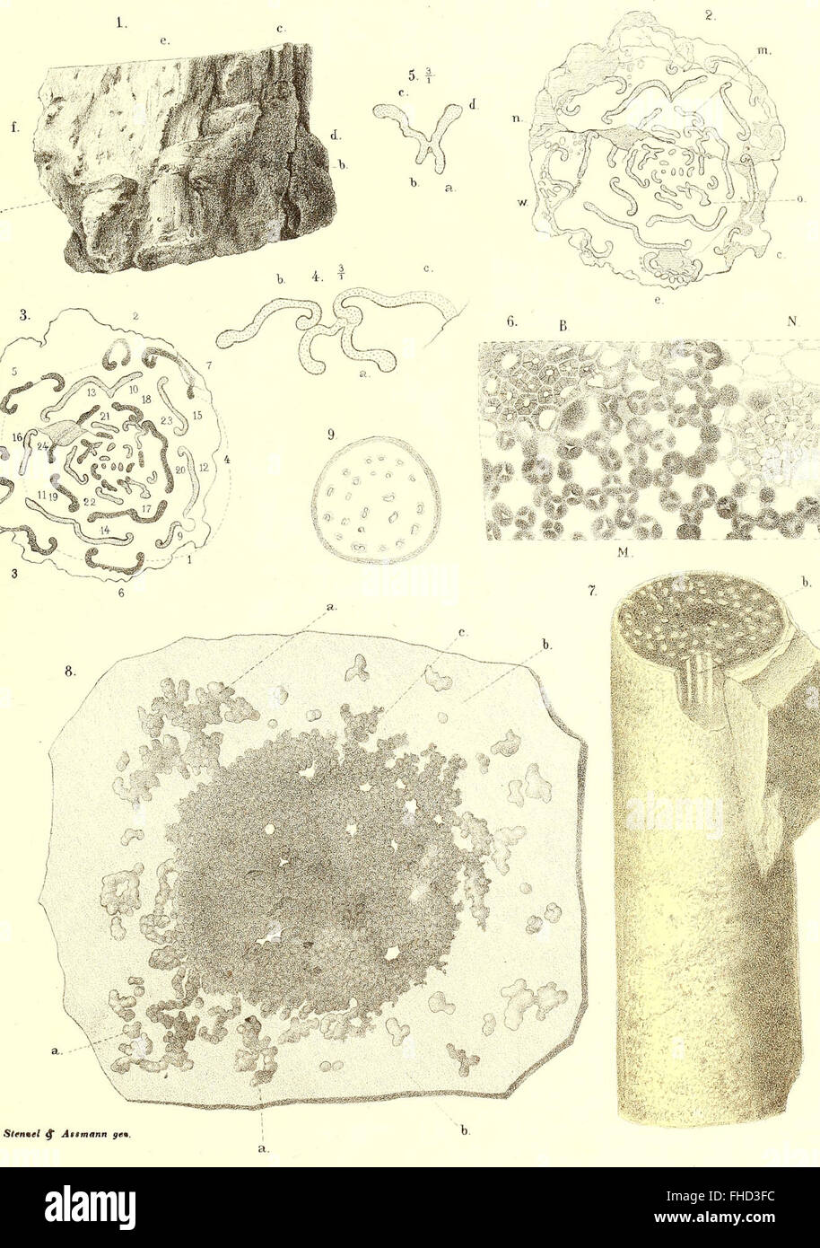 A 1864 study of the fossil flora of the Permian Formation, providing ...
