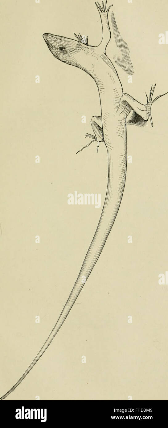 Die Funktionen des Centralnervensystems und ihre phylogenese (1900) Stock Photo