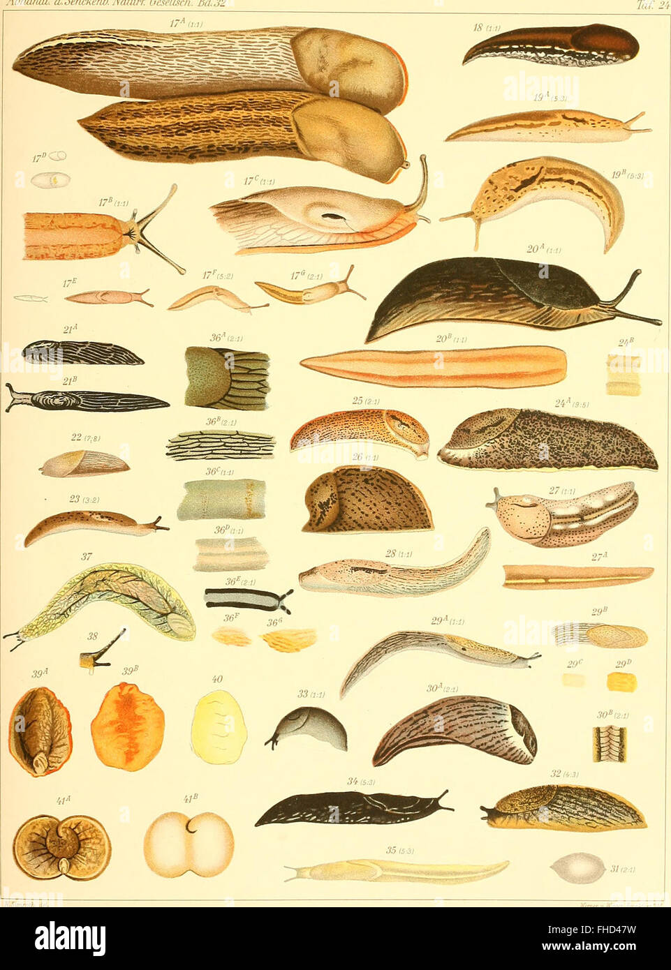 Map Slug Range A 1905 study on the geographical distribution of land slugs, providing ...
