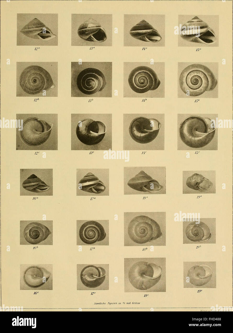 Die geographische Verbreitung der Nacktschnecken (1905) Stock Photo