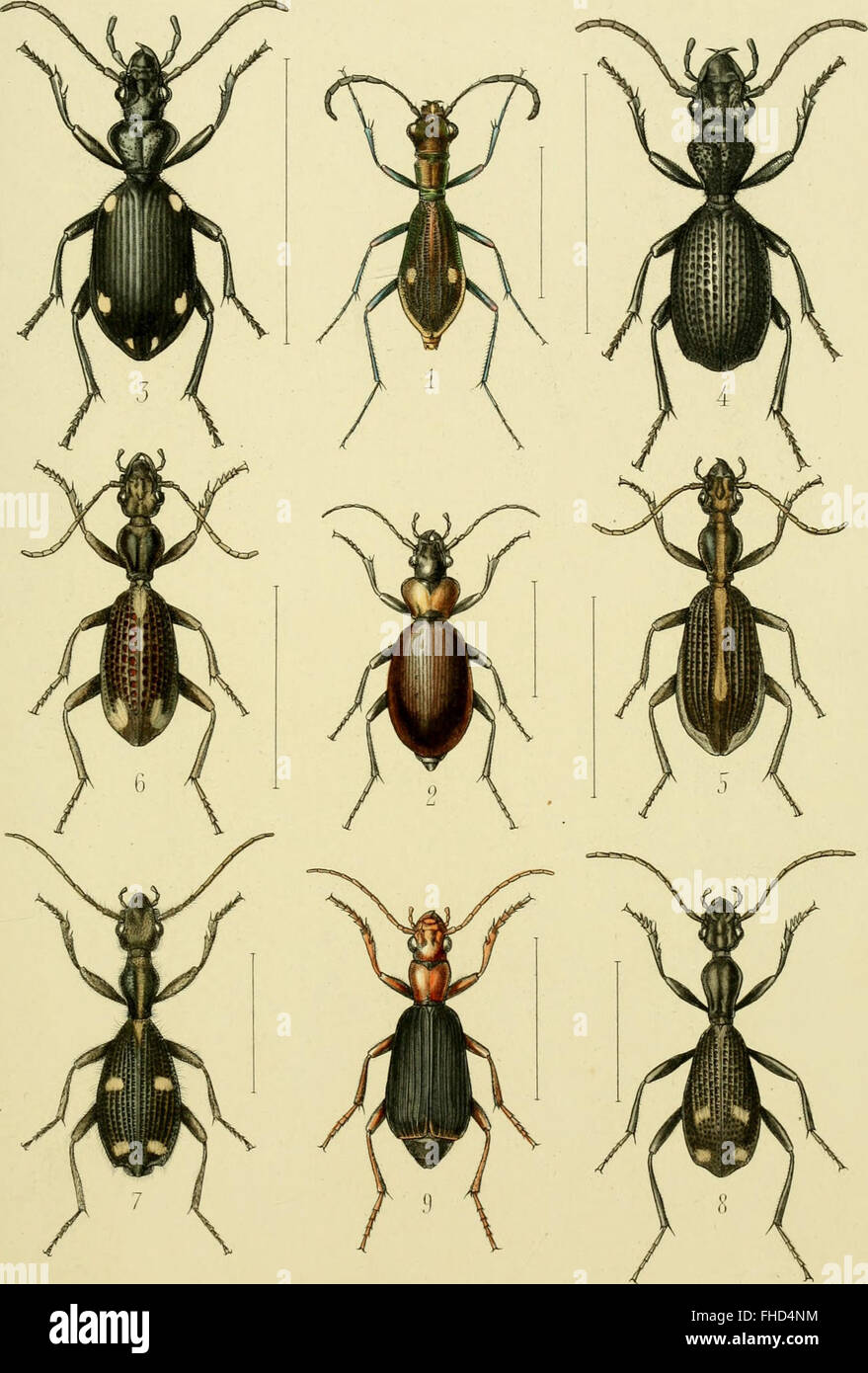 A 1873 work on the fauna of the Zanzibar region, documenting the ...