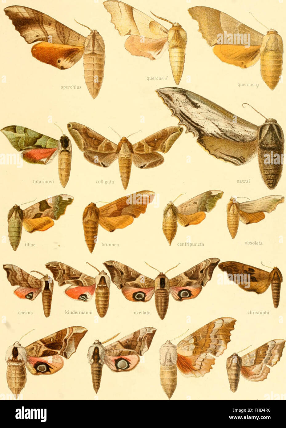A 1900 systematic study of the world's large butterflies, focusing on ...