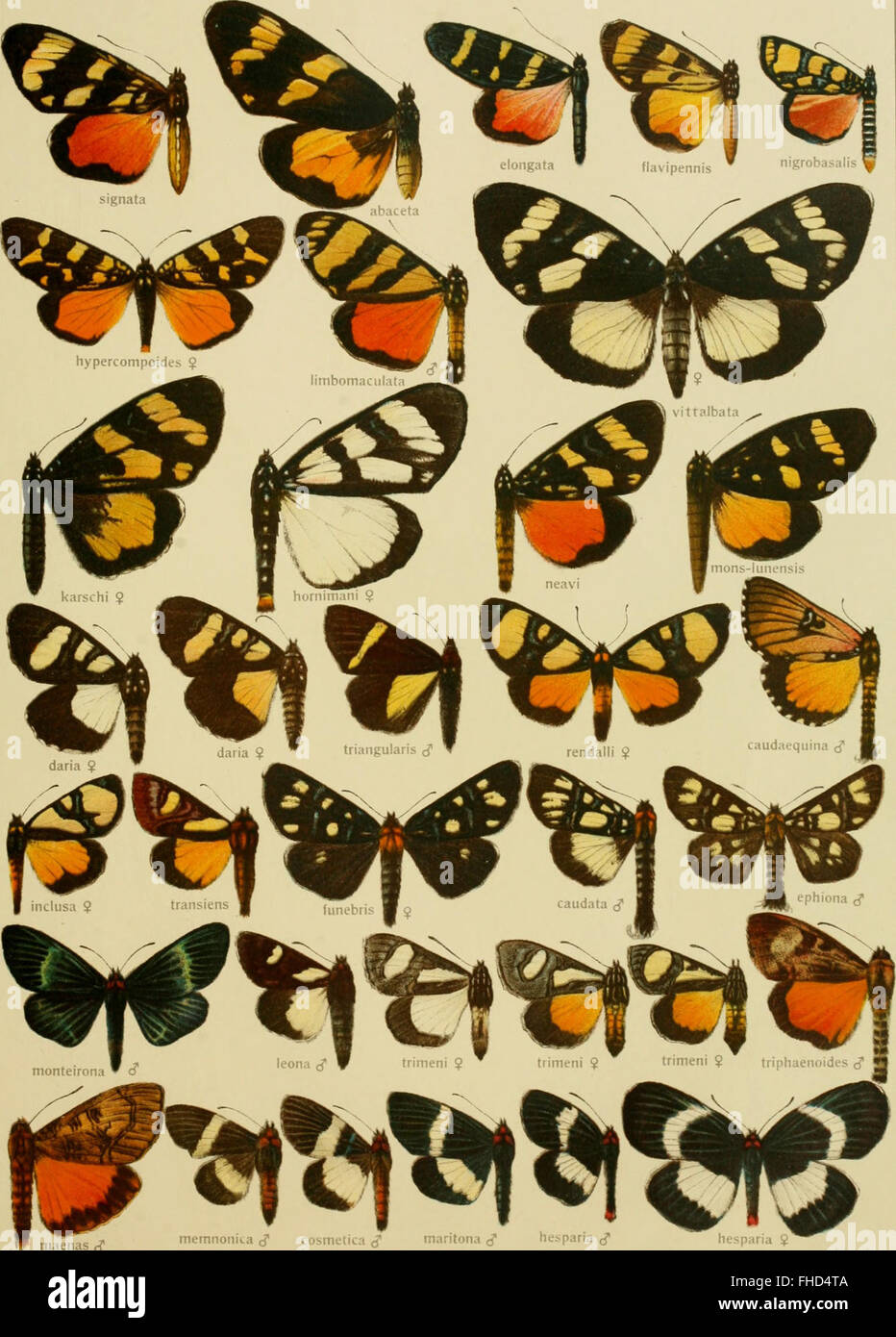 A comprehensive systematic study of large butterflies from around the ...