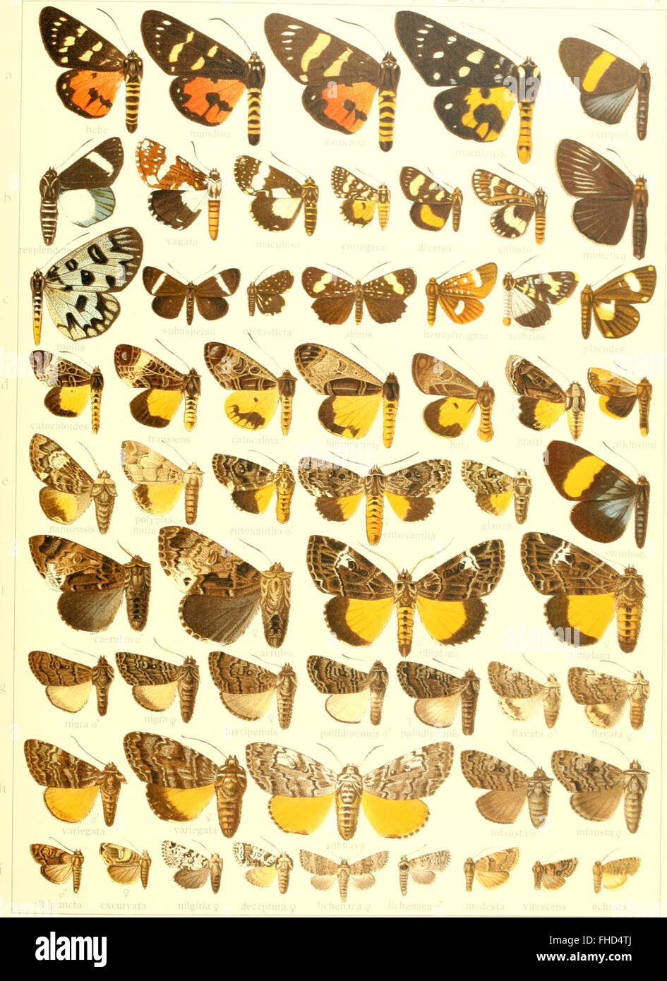 Die Gross-Schmetterlinge der Erde - eine systematische Bearbeitung der bis jetzt bekannten Gross-Schmetterlinge (1900) Stock Photo