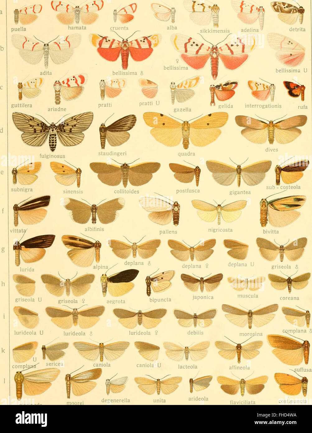 A systematic study of large butterflies from around the world ...
