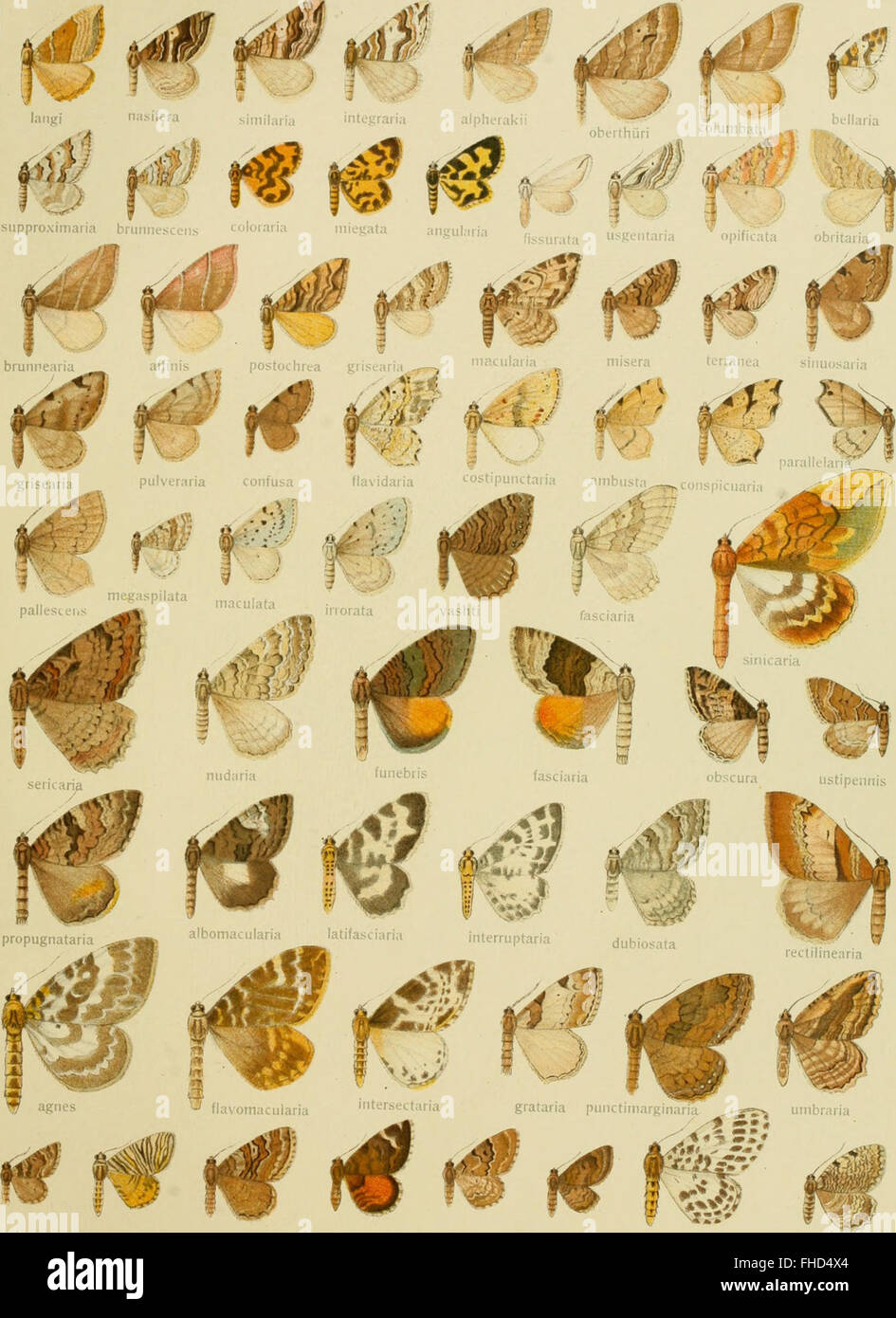 Comprehensive study of lepidoptera diversity hi-res stock photography ...