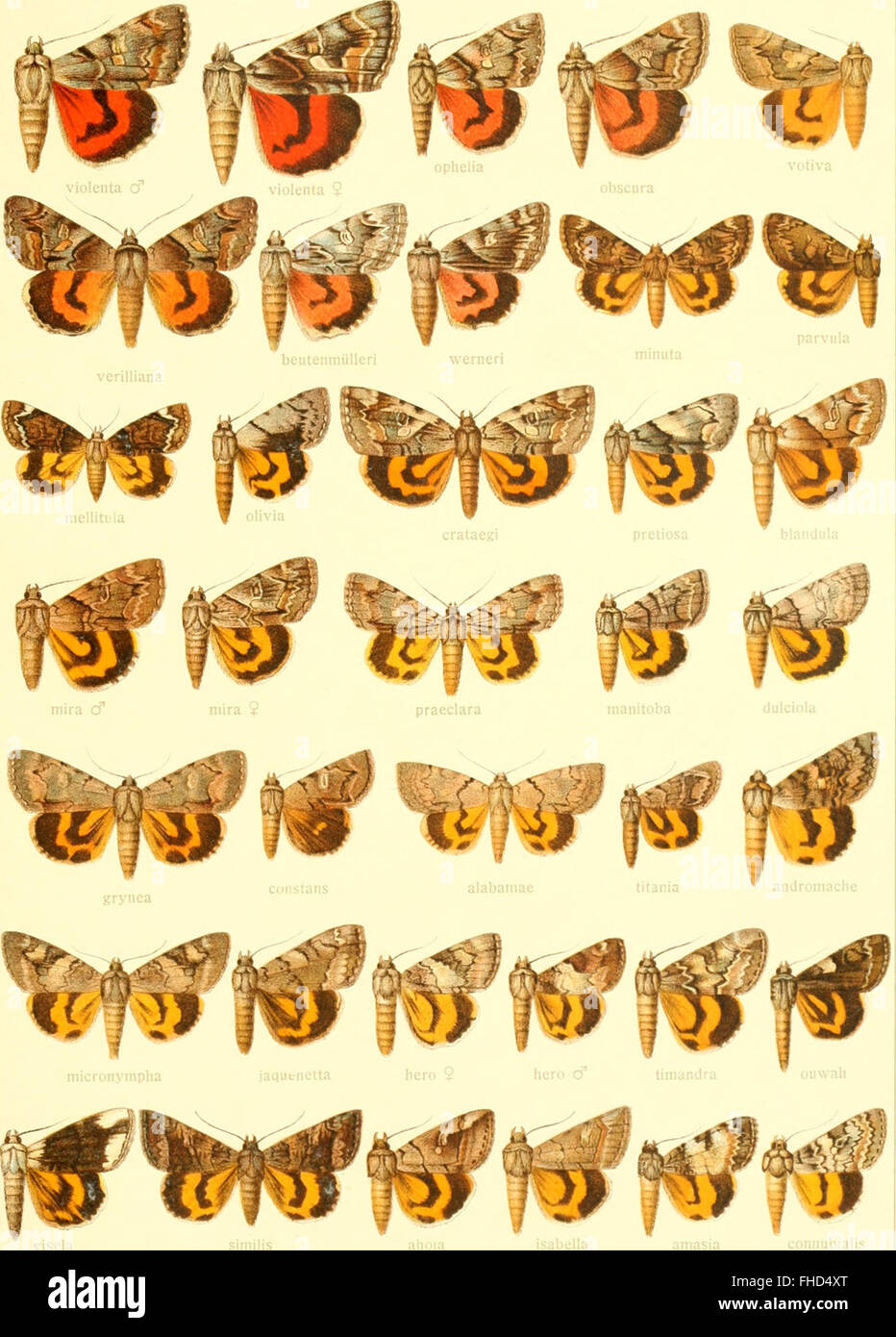 A comprehensive systematic study of the large butterflies of the world ...