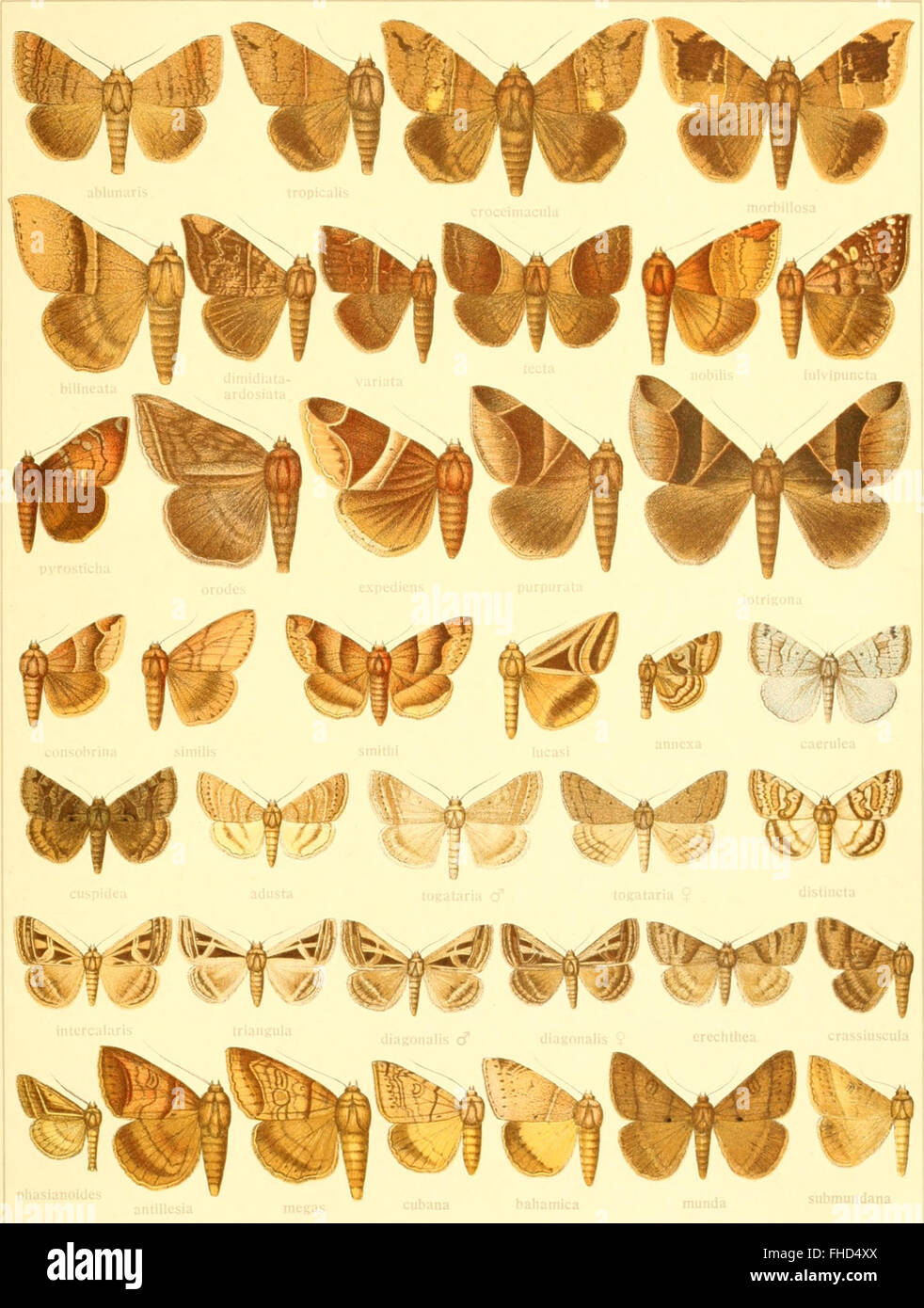 A systematic study of the world’s large butterflies, first published in ...