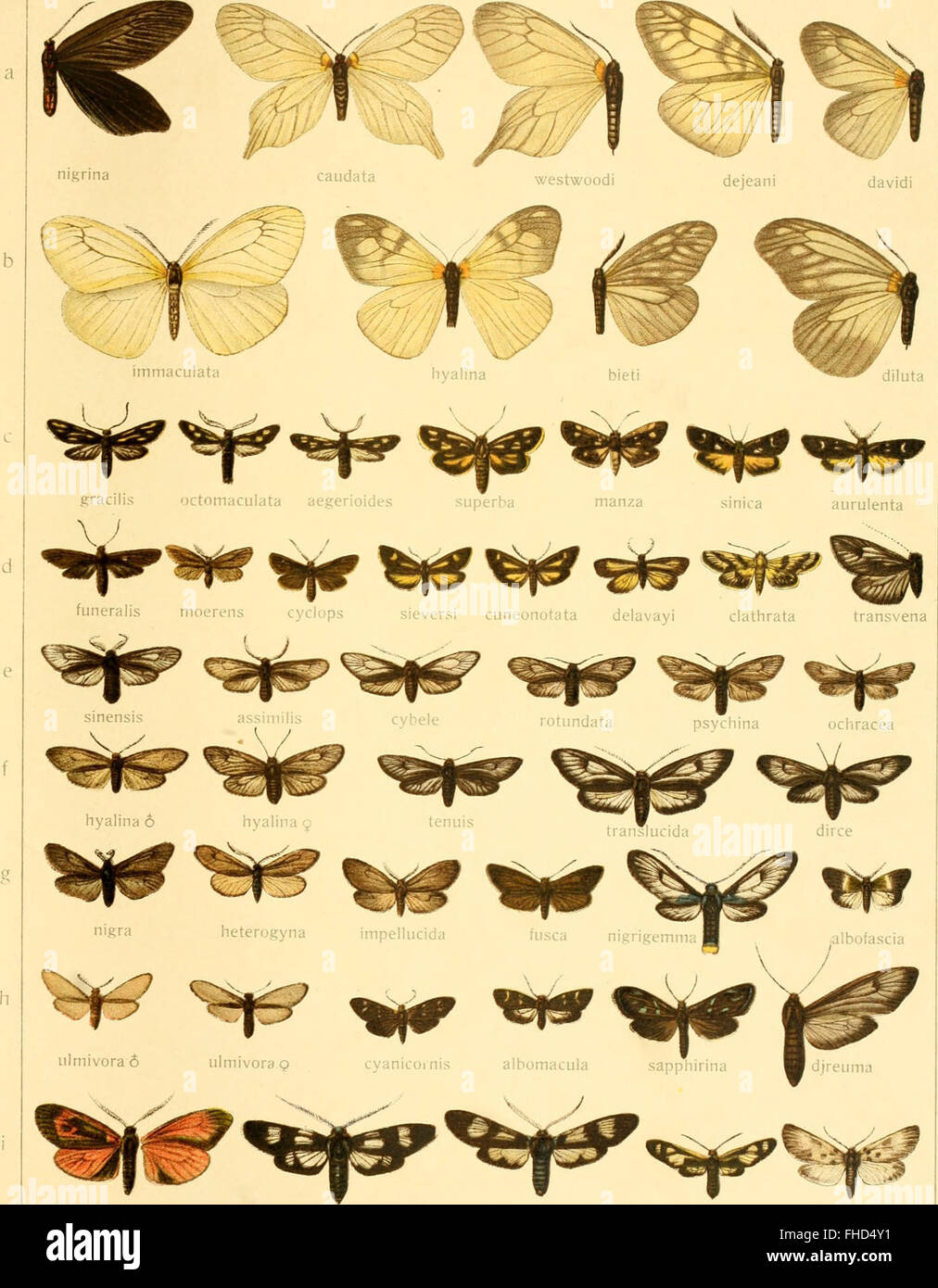 Systematic study of entomology hi-res stock photography and images - Alamy