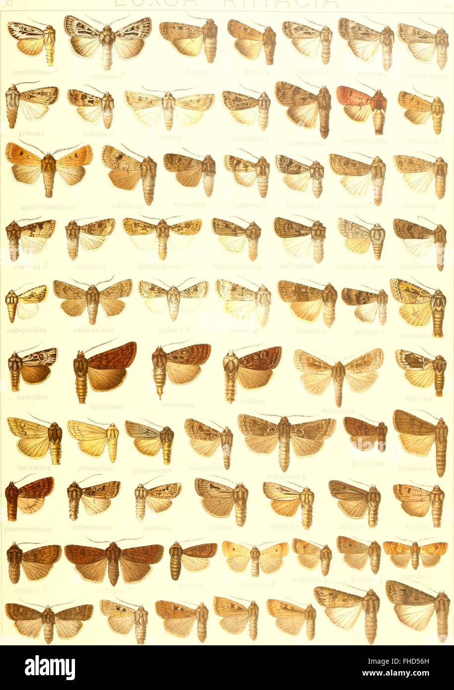 A systematic study of large butterflies from around the world ...