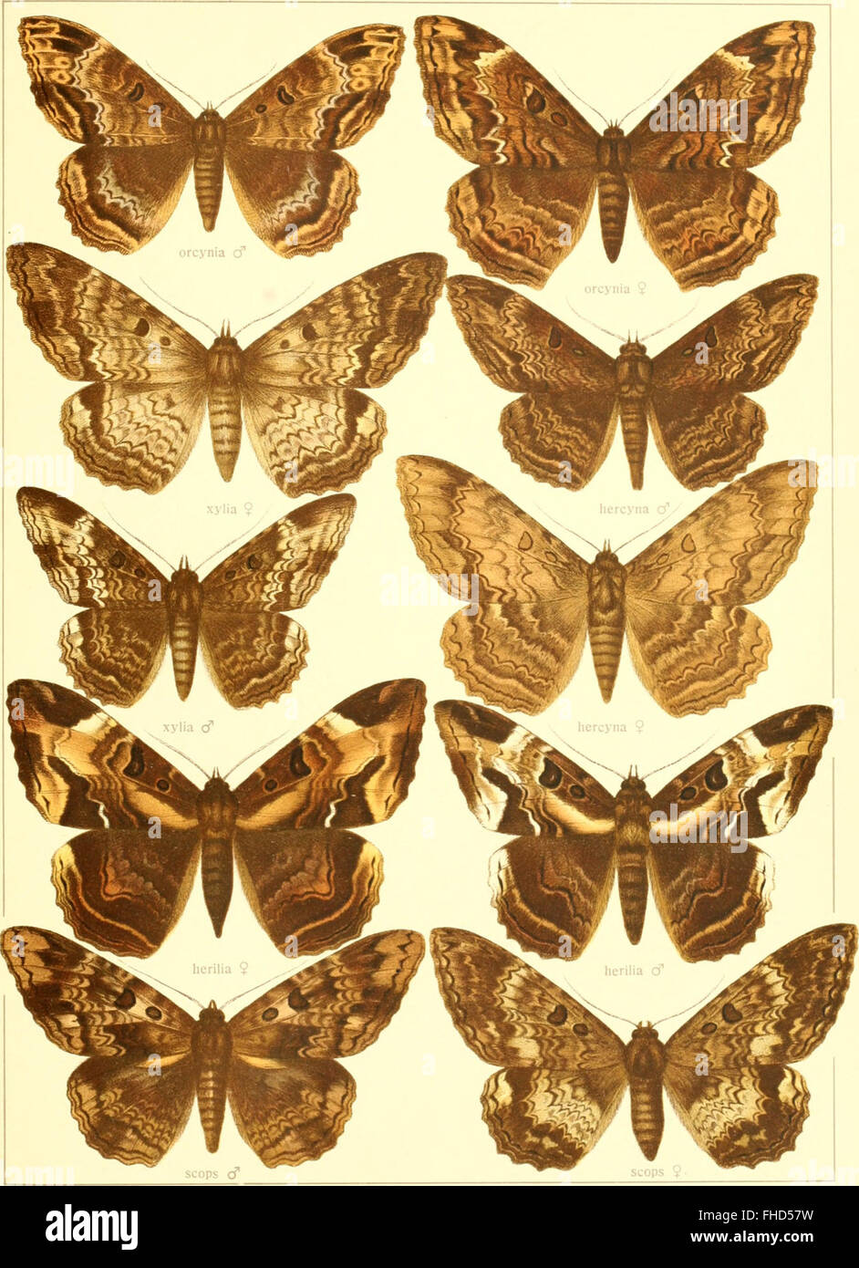 A 1900 systematic study of the known large butterflies of the world ...
