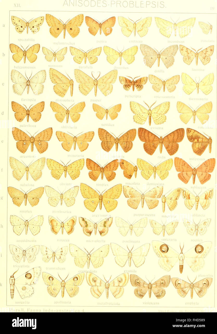 A systematic study of the large butterflies of the world, featuring ...