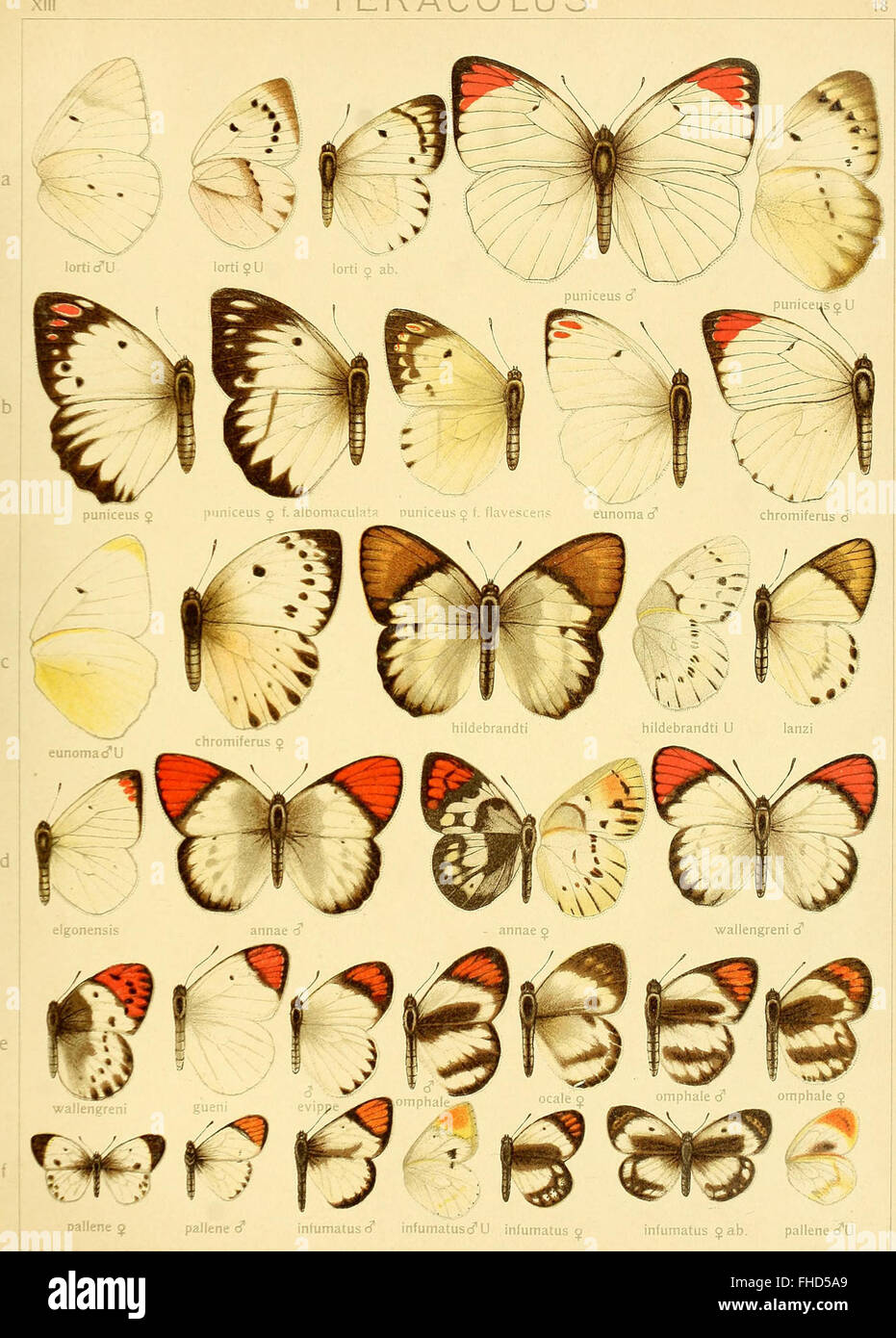 A 1907 systematic work on the known large moth species of the world ...