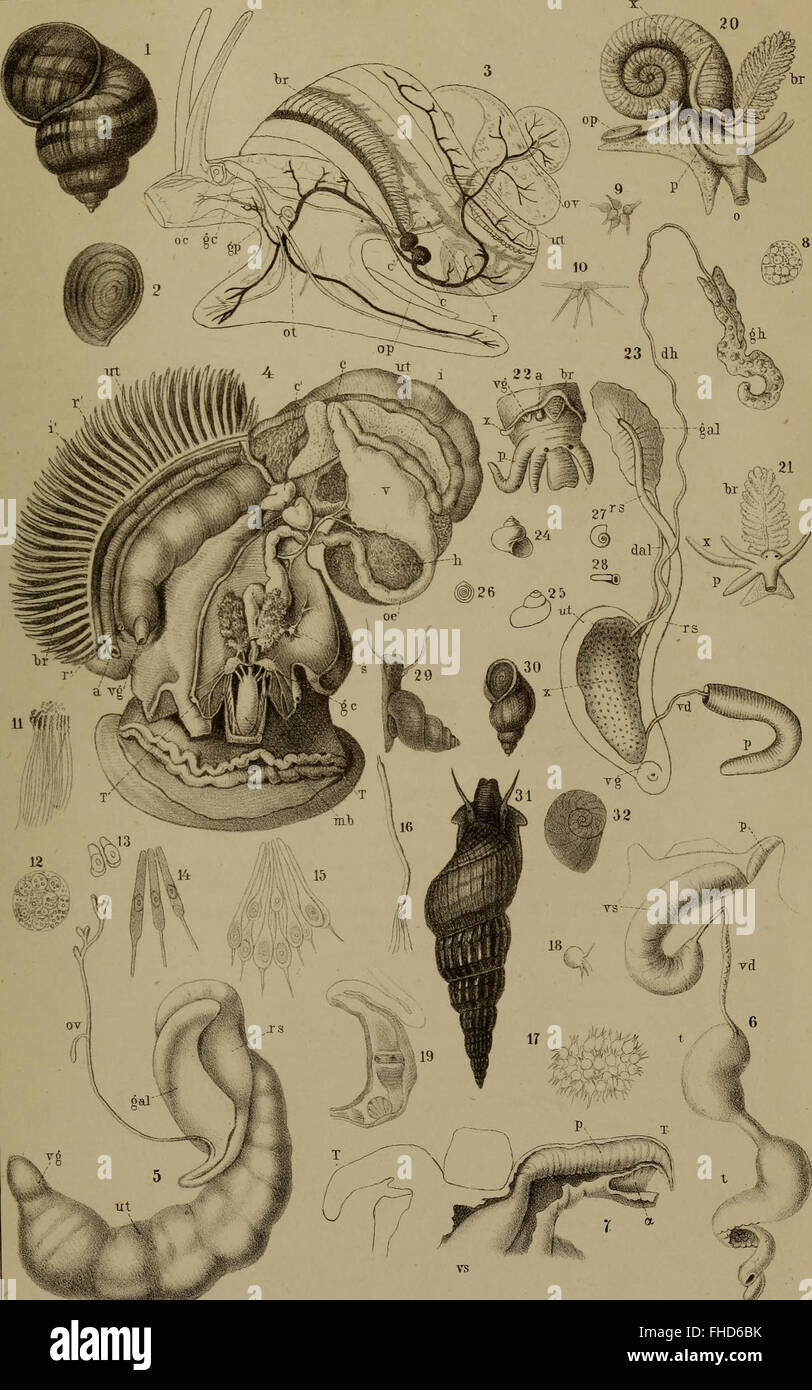 A scientific work from 1862 describing the classes and orders of ...