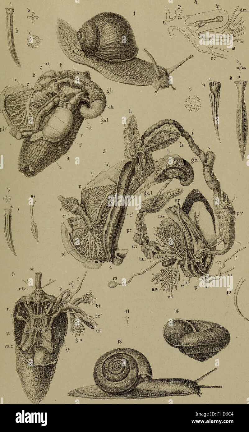 The Classes and Orders of Mollusks (Malacozoa) scientifically presented ...