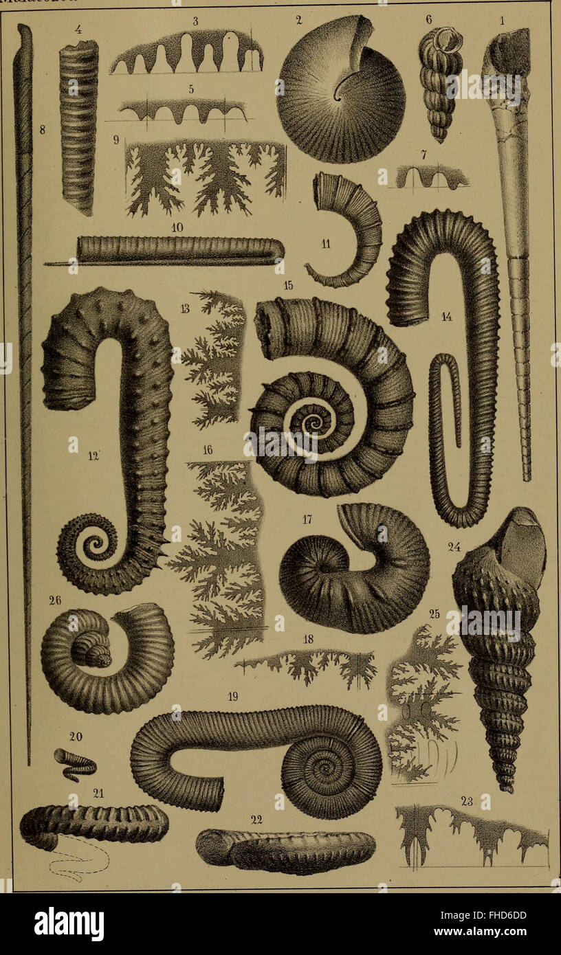 A 1862 scientific work on the classification and orders of mollusks ...