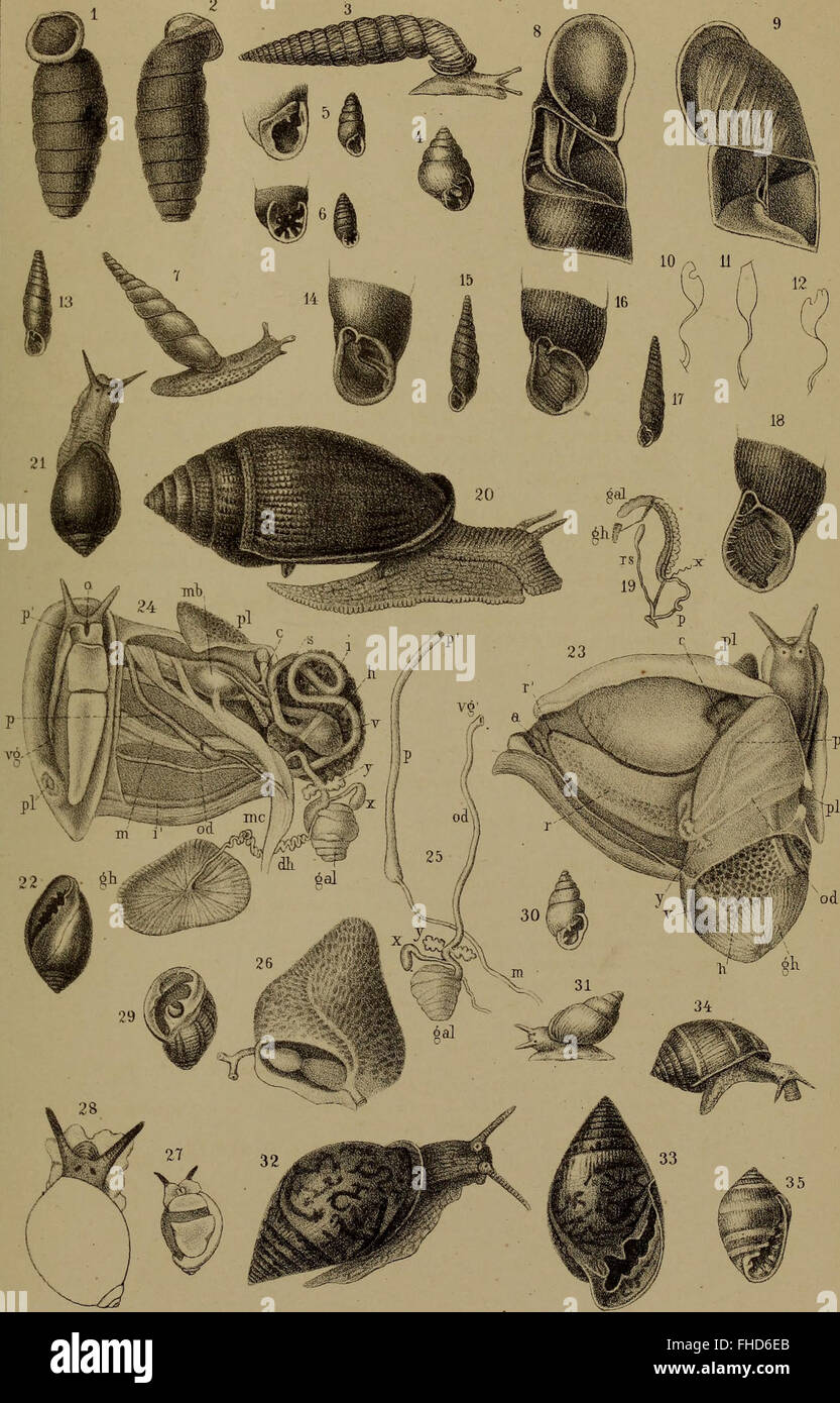 Natural world of gastropods hi-res stock photography and images - Alamy