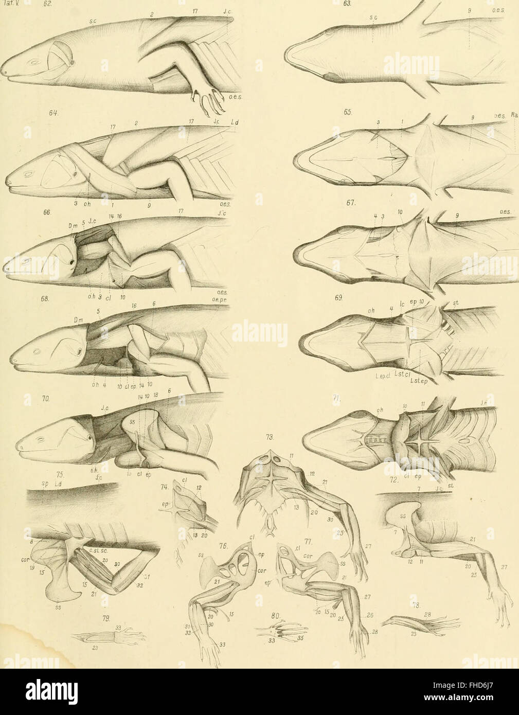 Die Knochen und Muskeln der Extremitaten bei den schlangenC383C2A4hnlichen Sauri (1870) Stock Photo
