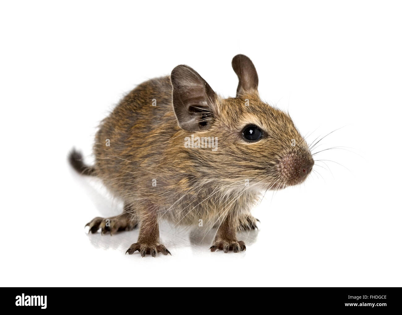 baby rodent degu Stock Photo