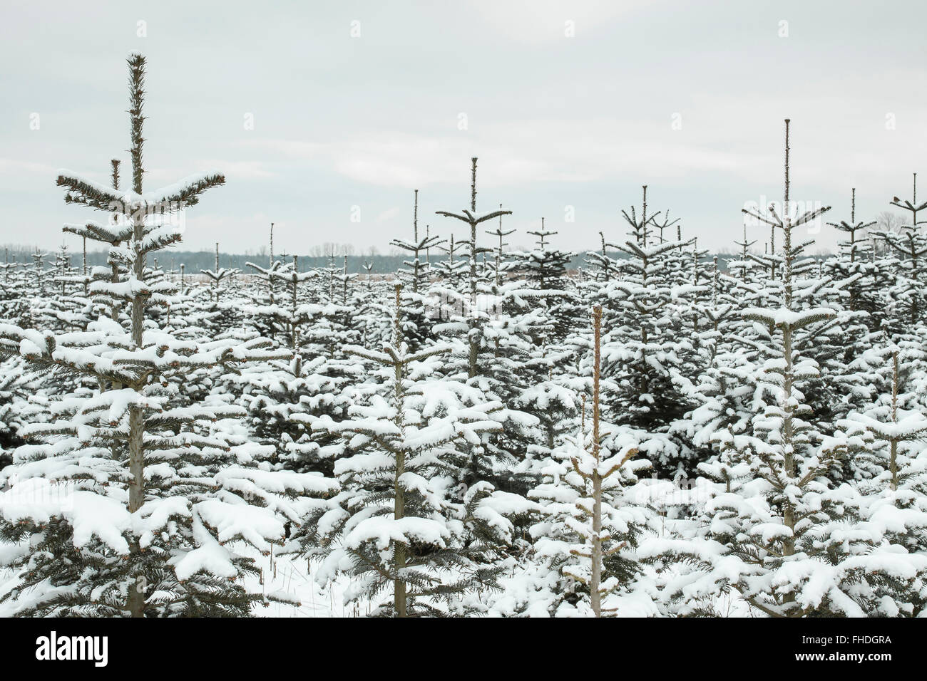 Snow covered fir plantation hires stock photography and images Alamy
