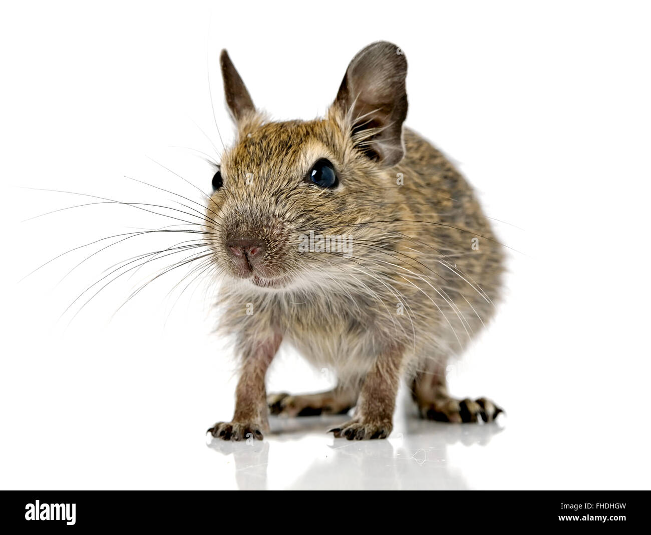 baby rodent degu mouse Stock Photo