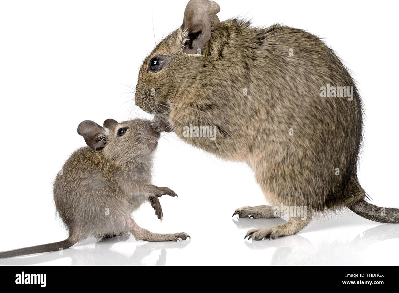 baby rodent mouse with mother Stock Photo
