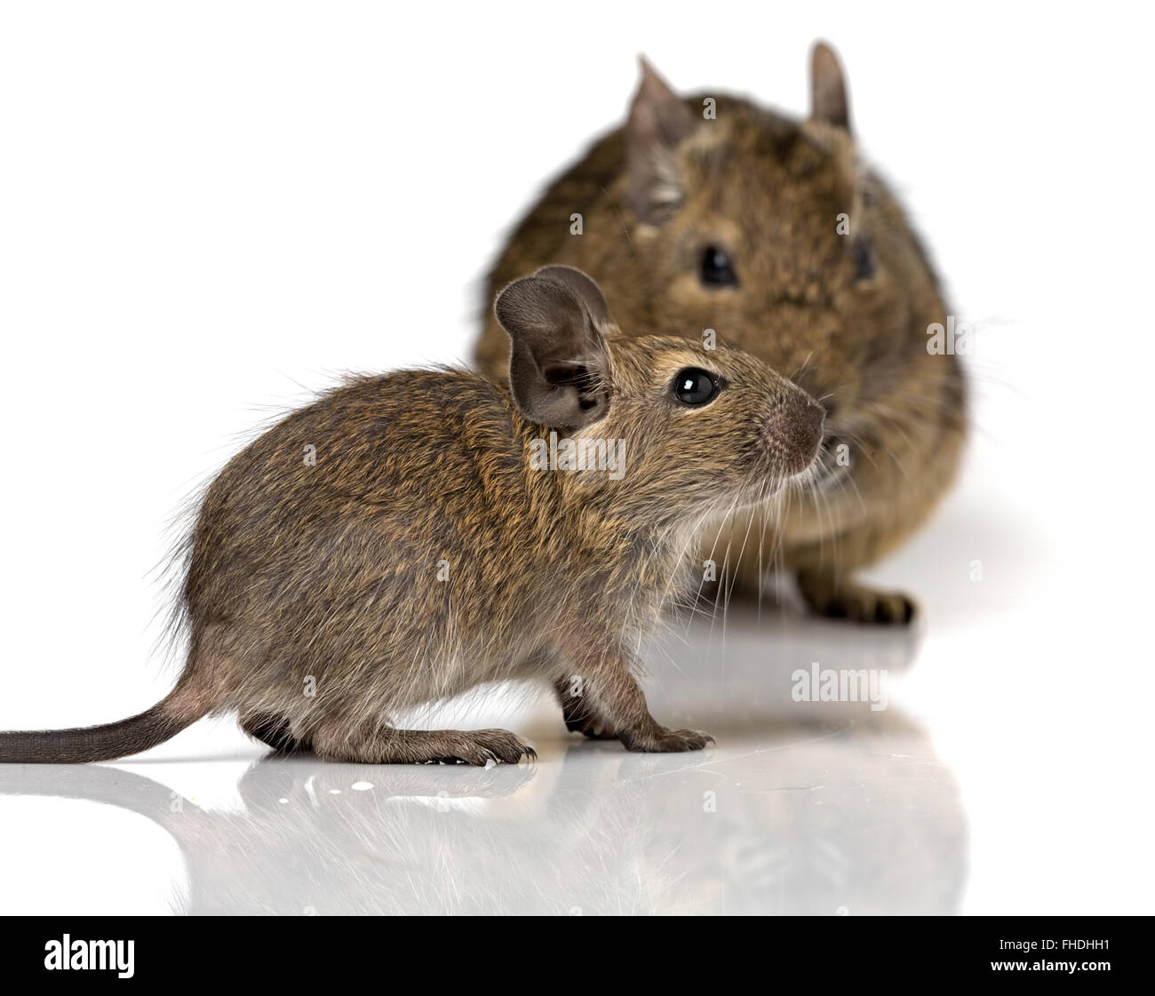 baby rodent with mother Stock Photo