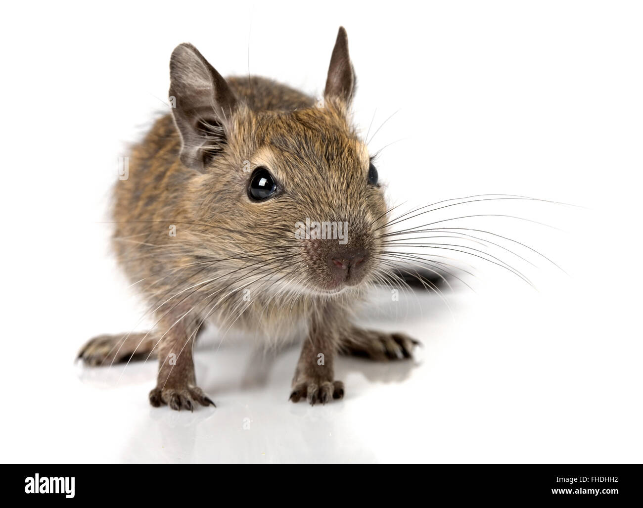 cute small baby rodent degu pet Stock Photo
