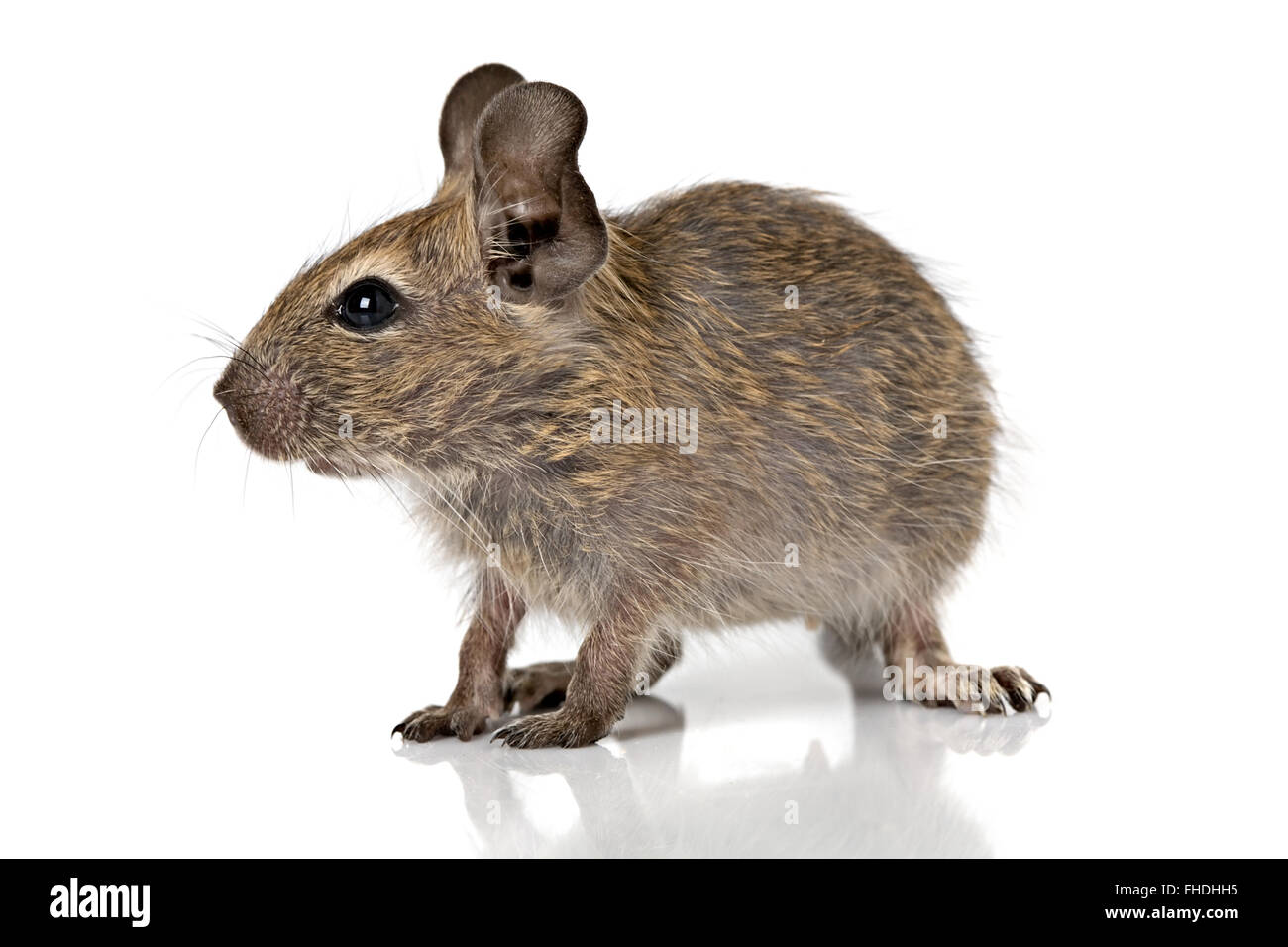small baby rodent degu Stock Photo