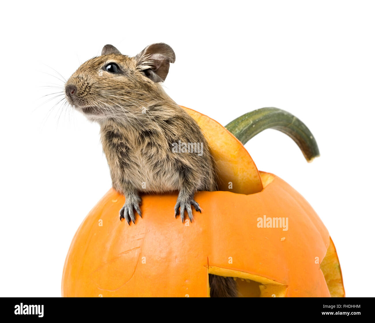 Halloween pumpkin with funny mouse inside isolated on white Stock Photo