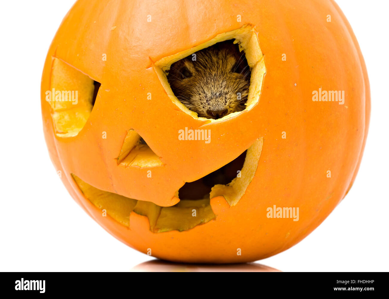 Halloween pumpkin with mouse inside Stock Photo
