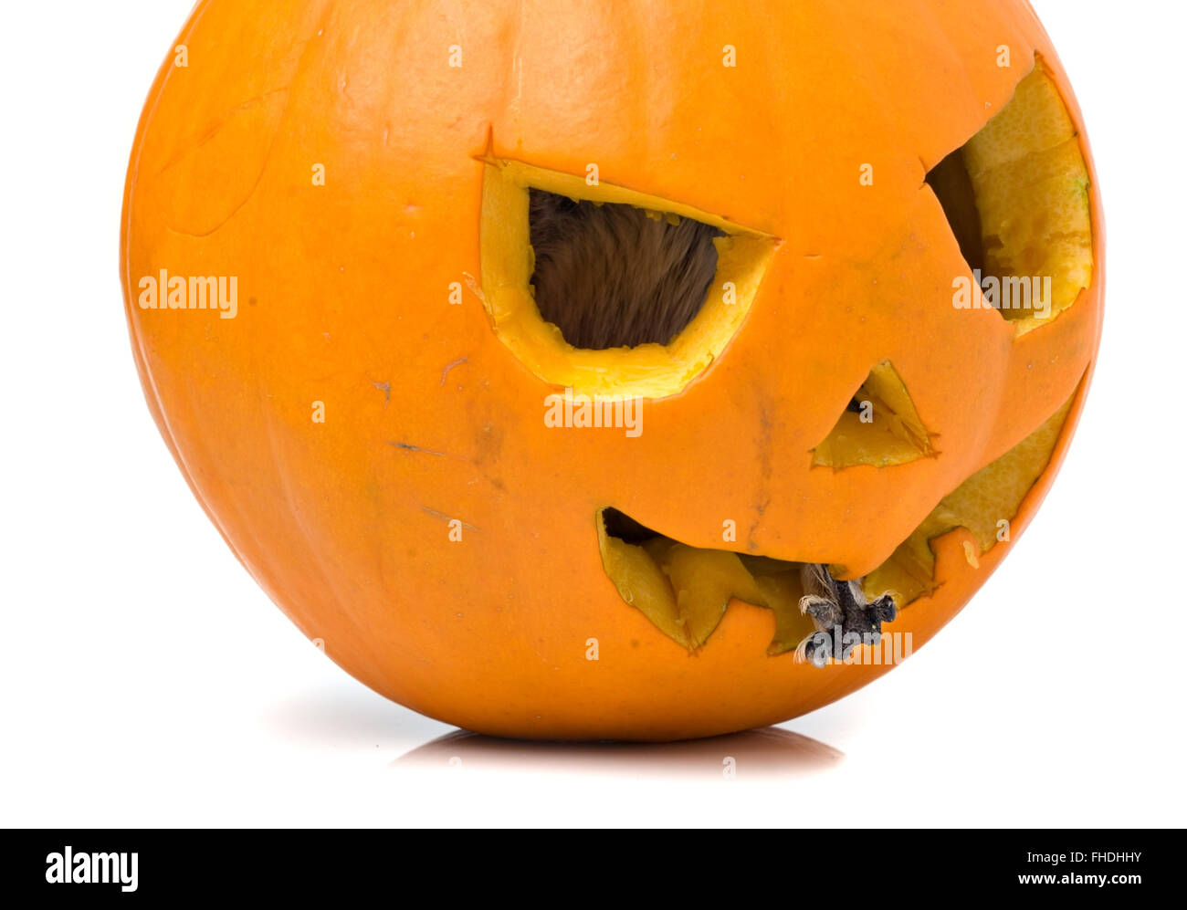 Halloween pumpkin with funny mouse inside Stock Photo