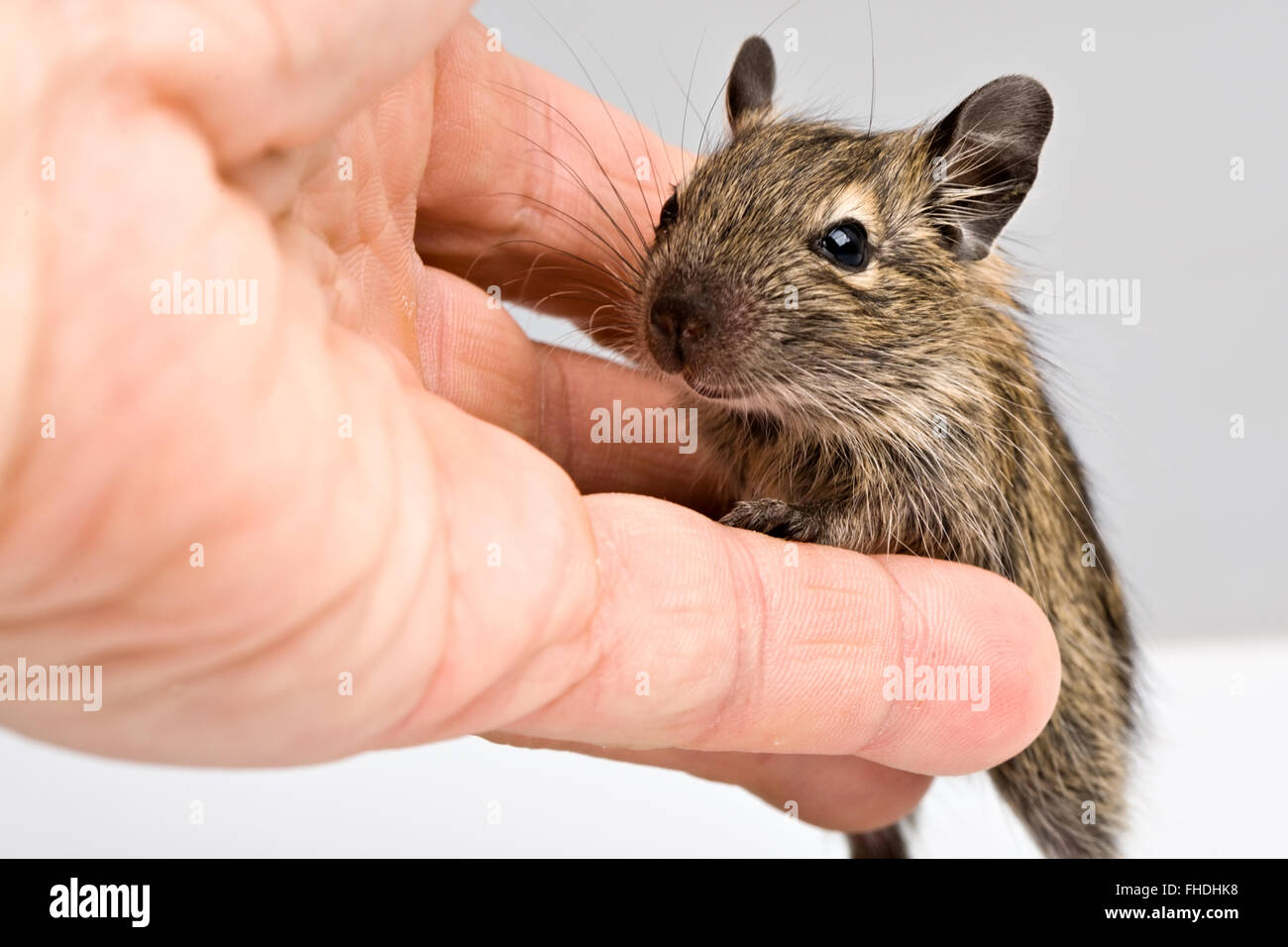 little baby rodent with human hand Stock Photo