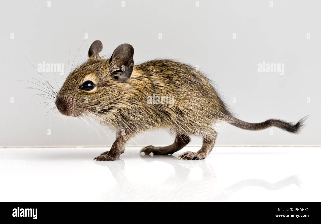 baby rat profile Stock Photo