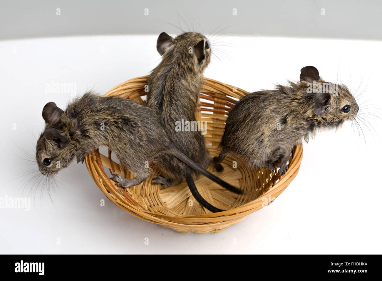 three little baby degu rats Stock Photo