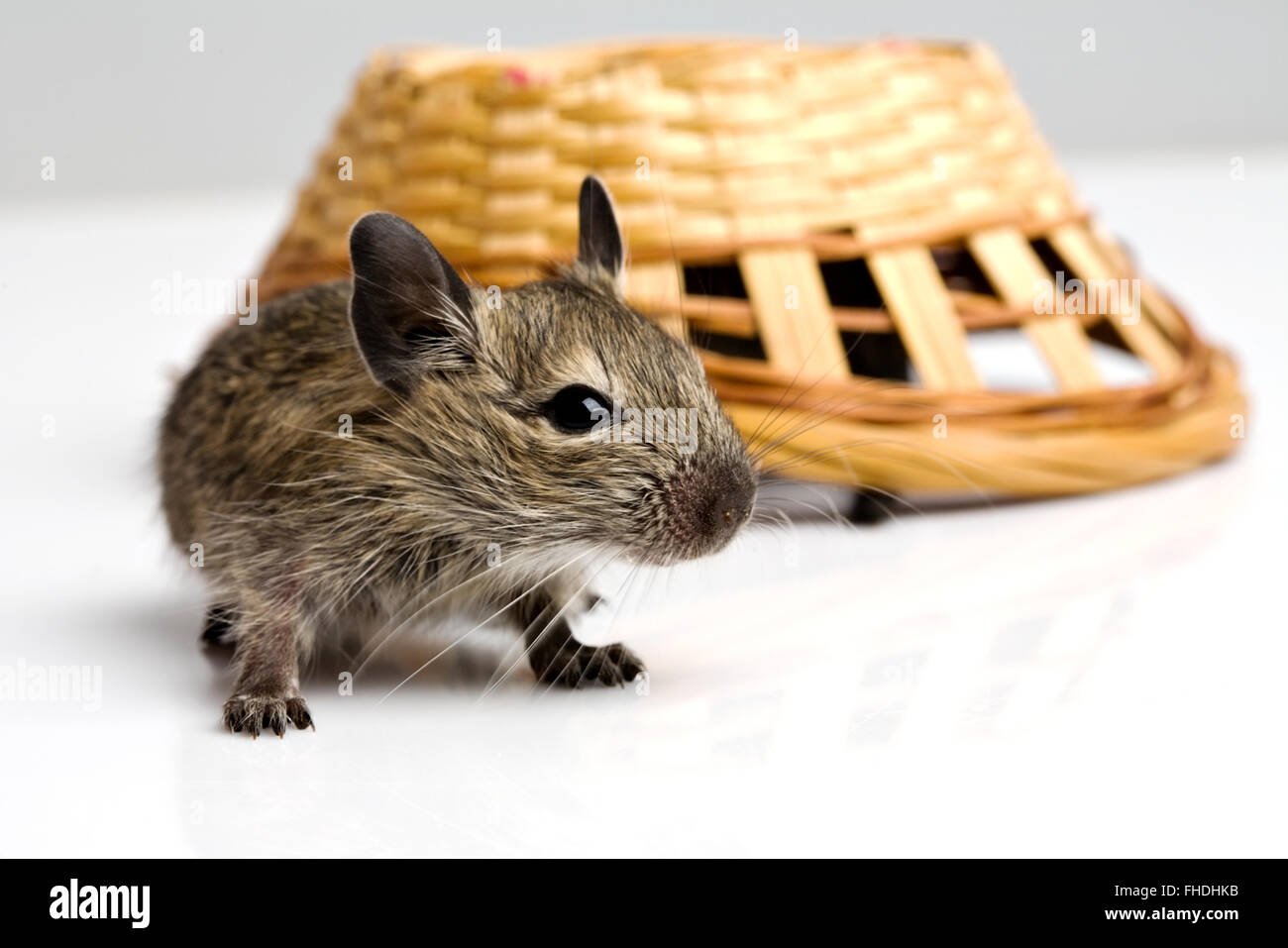 little baby degu rat with basket Stock Photo