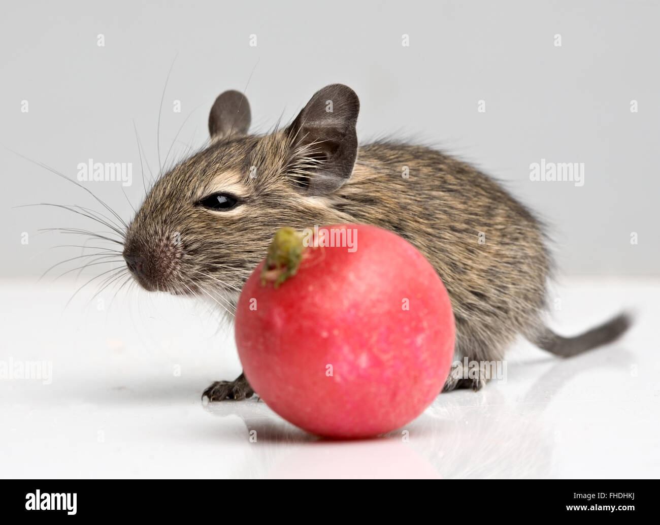 little baby mouse with red radish closeup view on neutral background Stock Photo