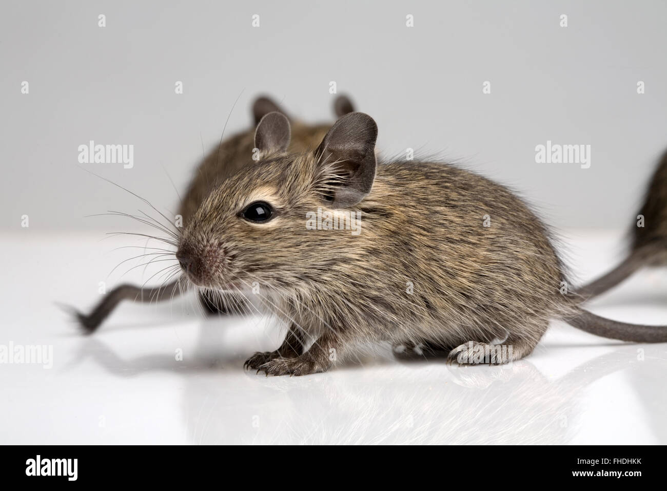 little baby degu mice side full-sized closeup view on neutral background Stock Photo