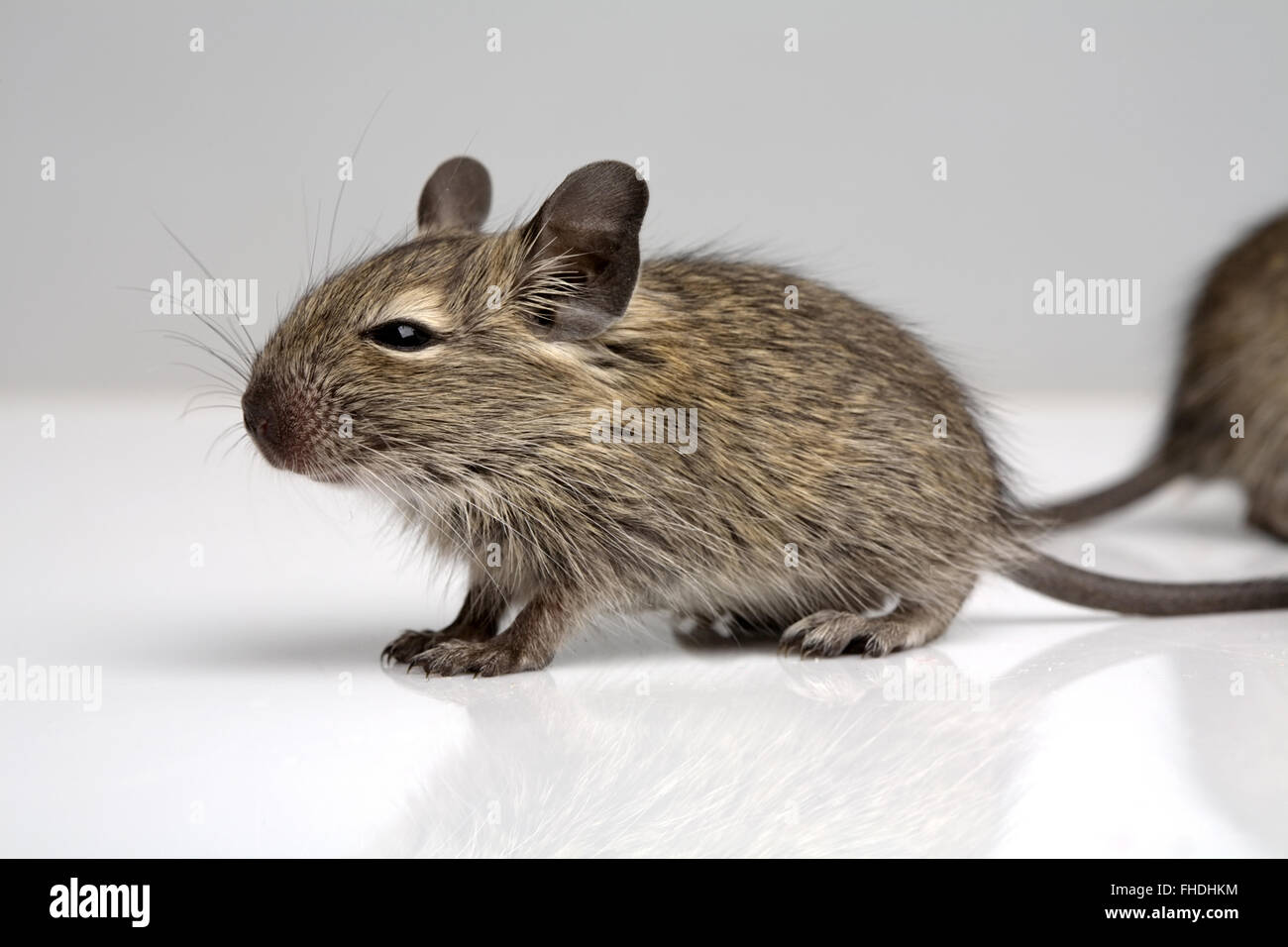 little baby degu mouse side full-sized closeup view on neutral background Stock Photo